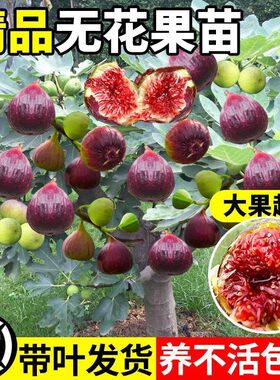 无花果树果苗特大果带果盆栽水果树苗波姬红波尔多南北方四季种植
