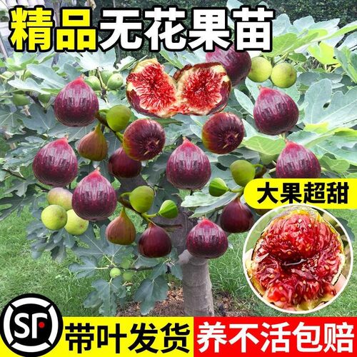 无花果树果苗特大果带果盆栽水果树苗波姬红波尔多南北方四季种植