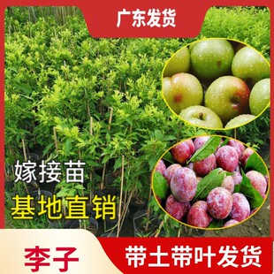 三华李树苗 早生三华李苗 三月李苗 四季南方种植广东嫁接果苗