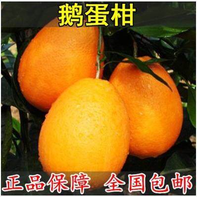 甜橙苗锦橙苗鹅蛋柑树苗