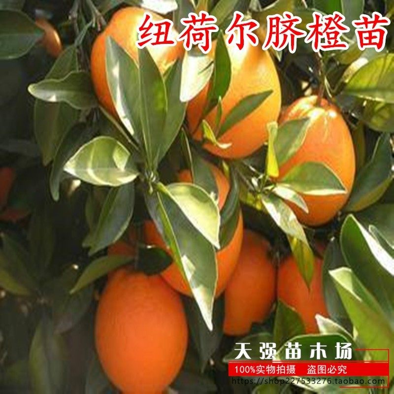 包邮正宗赣南脐橙苗 纽荷尔脐橙苗 嫁接橙子 赣南纽荷尔脐橙树苗