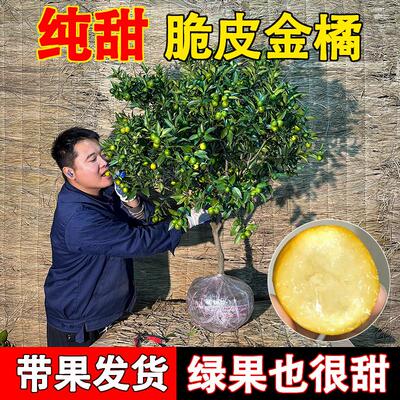 脆皮金桔带果发货盆栽树苗四季果树可食用橘子苗脆皮金橘室内常绿