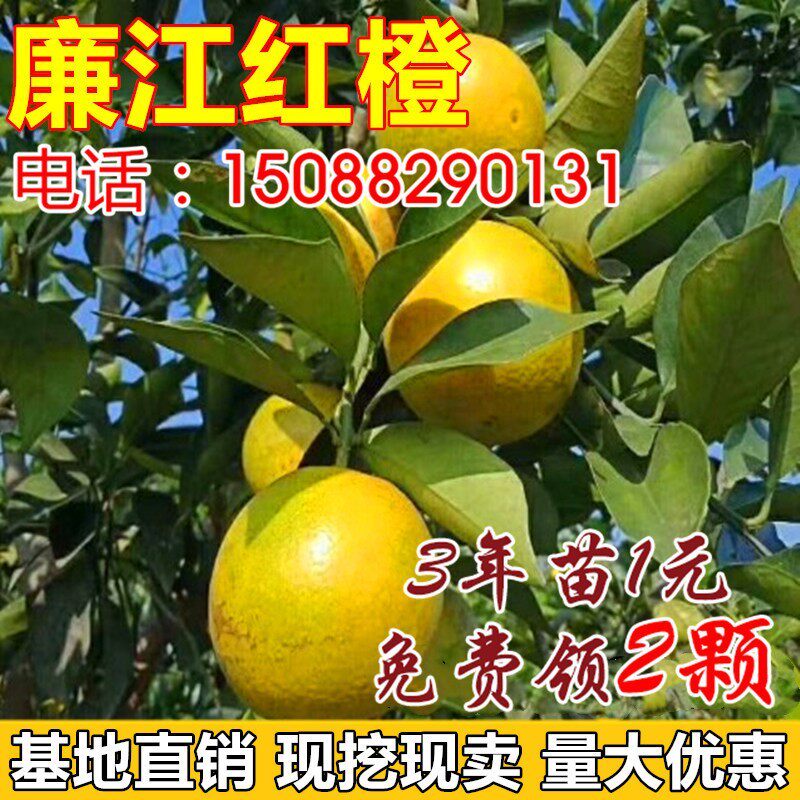 廉江红橙树苗嫁接苗 红心橙子脐橙苗 红江橙子树苗当年结果树