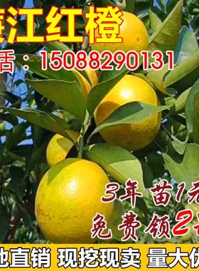 廉江红橙树苗嫁接苗 红心橙子脐橙苗 红江橙子树苗当年结果树