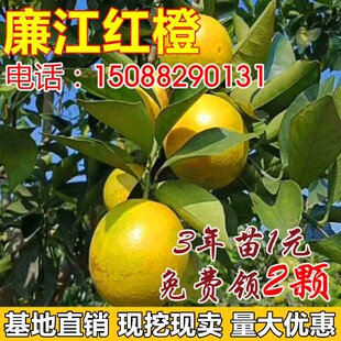 廉江红橙树苗嫁接苗 红心橙子脐橙苗 红江橙子树苗当年结果树