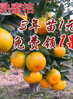 浙江早熟由良蜜桔苗柑橘苗黄岩蜜桔苗宁海嫁接树苗常绿