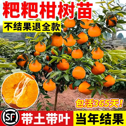 正宗粑粑柑四川春见树苗丑橘杷杷柑桔子果树果苗庭院种植四季结果