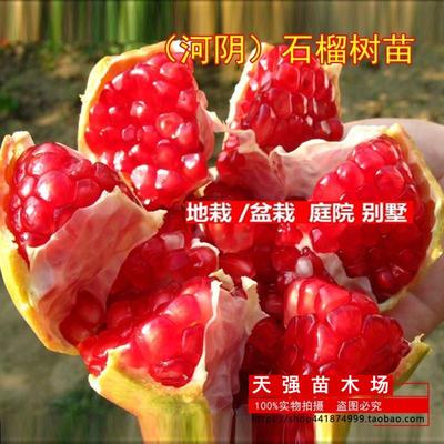 石榴树苗突尼斯软籽无籽甜石榴
