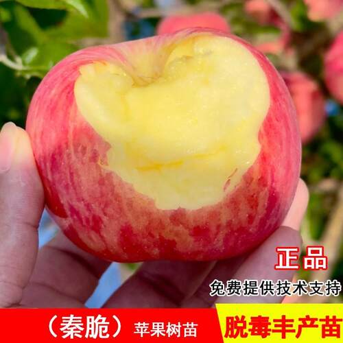 嫁接冰糖心红露苹果树苗