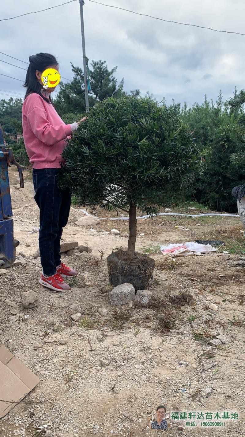 罗汉松球造型绿植净化空气松树自产自销圆球盆景罗汉松包邮