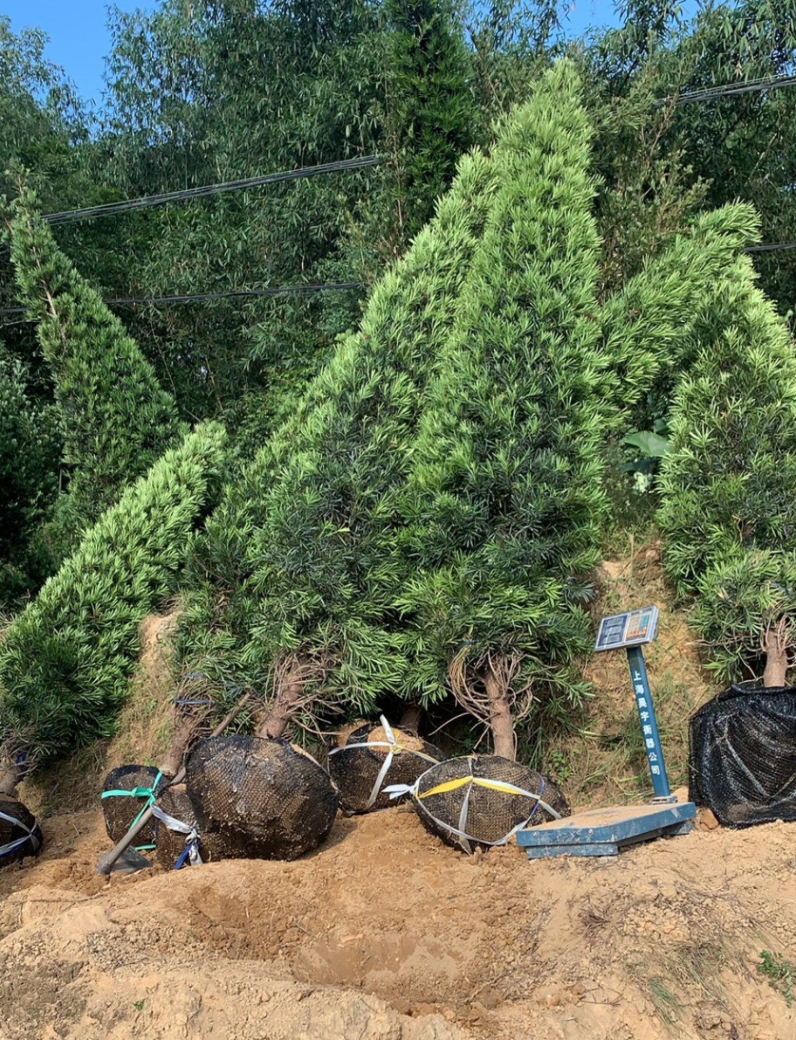 造型罗汉松 宝塔形罗汉松 别墅行道四季常绿树 地径9-11公分包邮