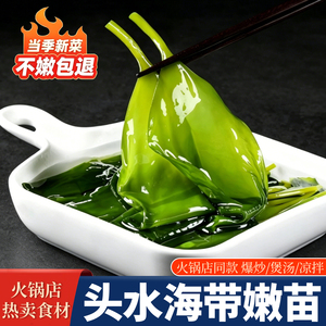 火锅专用海带苗嫩苗霞浦特产批发