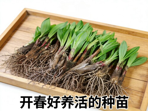 长白山寒葱种苗 东北出品 红茎粗根 成活率高 新手也能种活