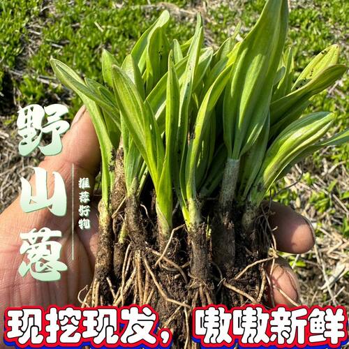 东北寒葱苗,山葱苗现挖现发货,特色绿植直发种苗根
