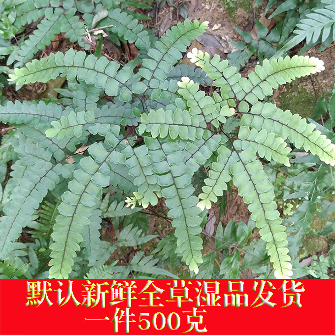 野生新鲜湿品 乌脚芼 乌骨芼 铁骨芼 乌脚枪 乌骨茜 扇叶铁线蕨