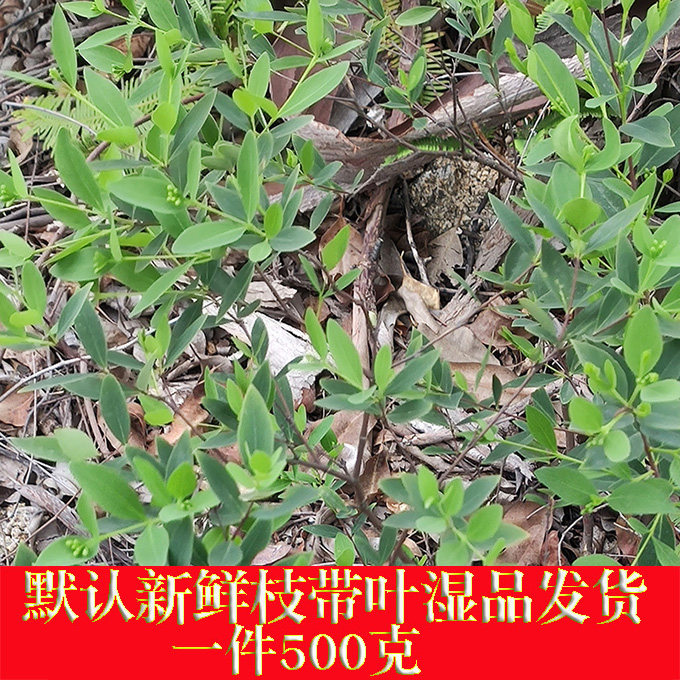 新鲜中草药了哥王 南岭荛花 山埔银 熟殊 地绵根 山棉皮 山麻皮