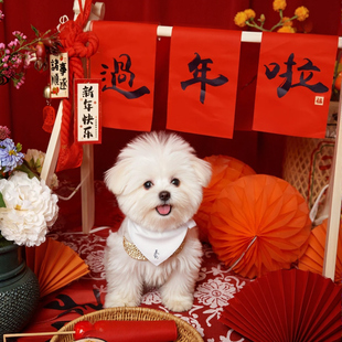 宠物摄影新年布置场景宝宝摄影道具过年啦新春儿童拍照主题道具