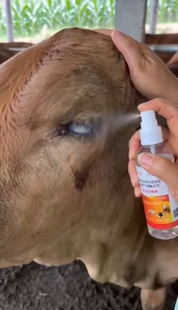 欣佑刍牛羊红眼净牛羊流眼泪眼屎多长白膜结膜羊眼睛红亮眼液喷剂
