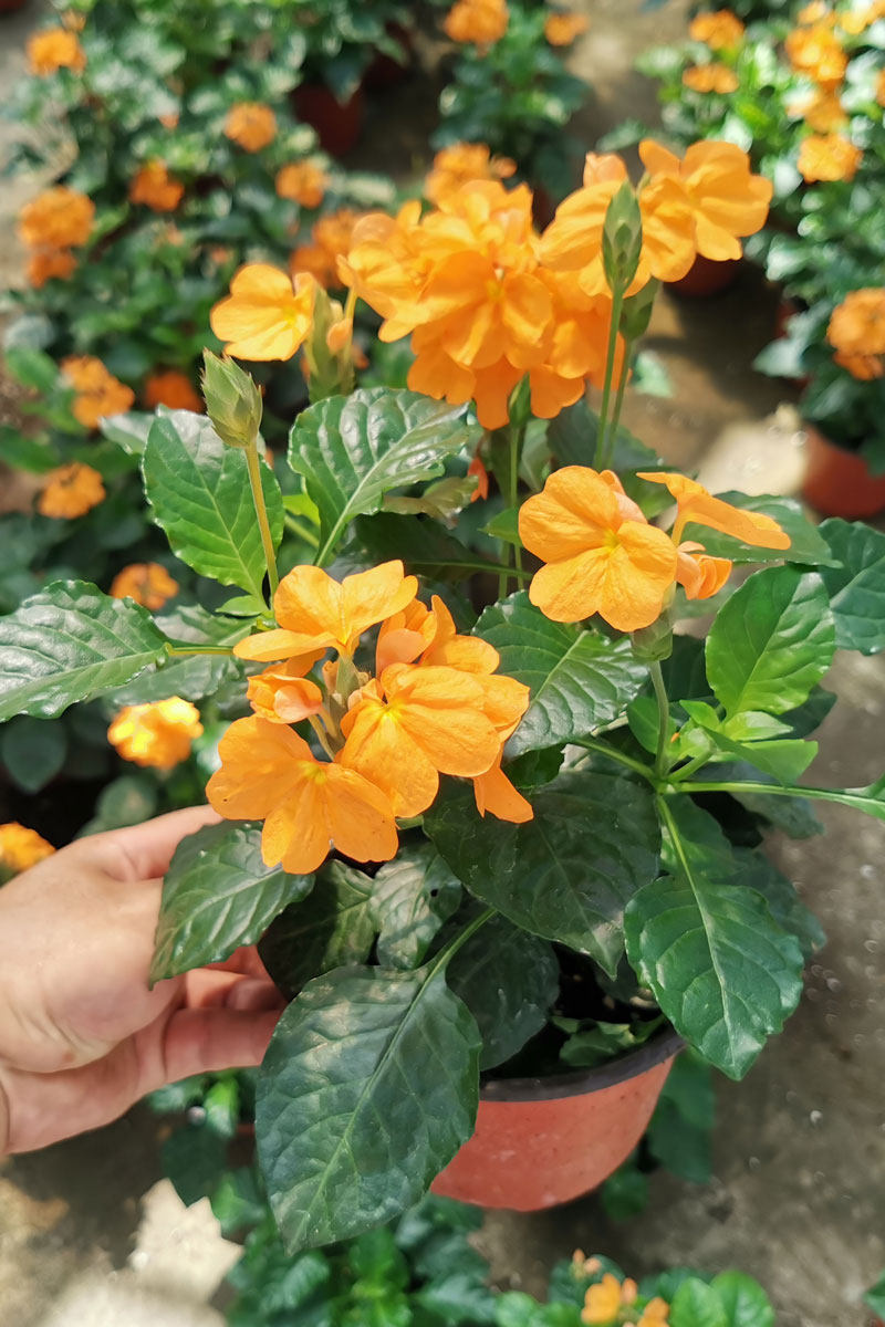 鸟尾花盆栽 花期长带花苞四季开花 室内耐阴客厅阳台庭院多花花卉