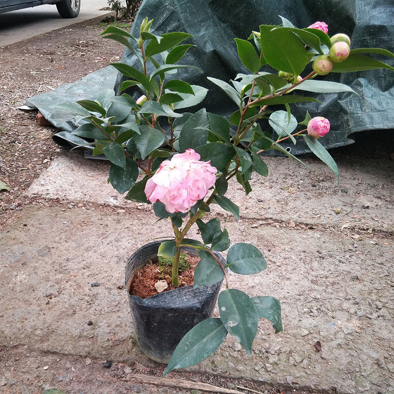 香水烈香茶花五色亦丹大牡丹茶花树苗花苗带花苞庭院绿植盆景包邮