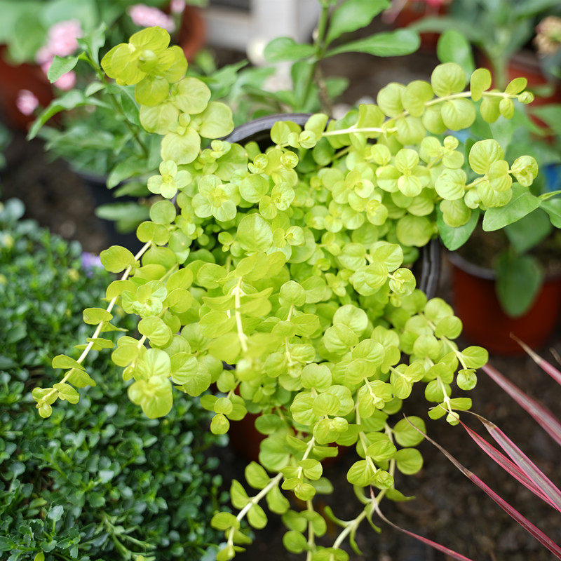 蔓性金叶过路黄盆栽苗黄金串吊兰多年生沼泽挺水常绿观叶地被植物