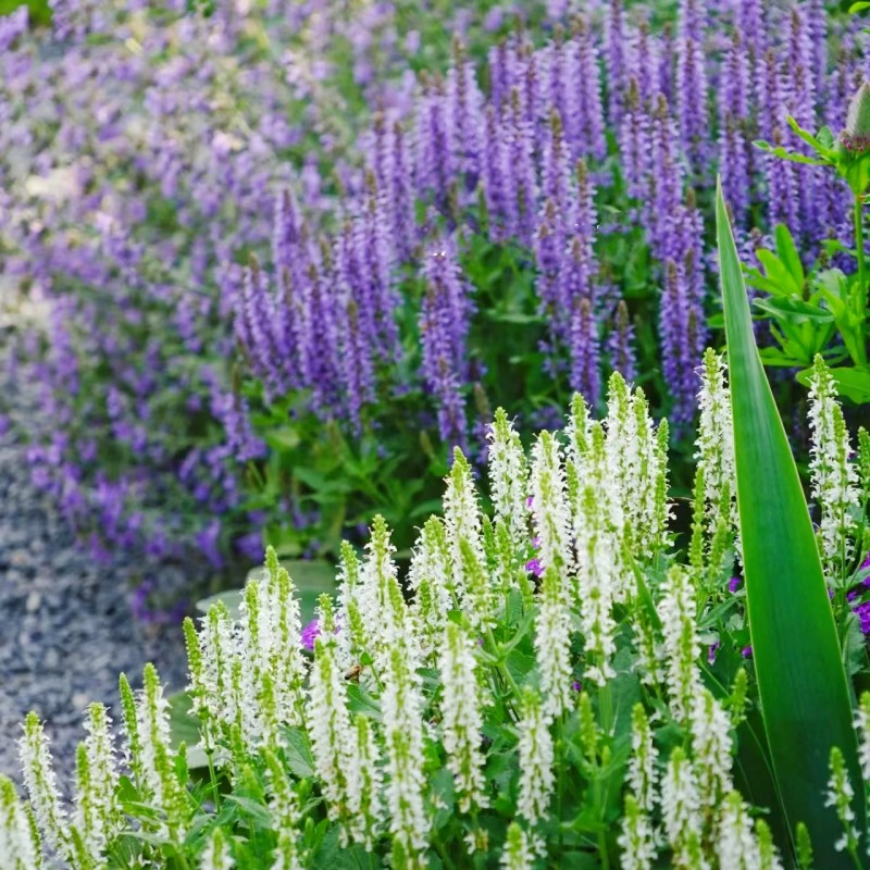 蓝花鼠尾草盆栽带花苞一串蓝花苗薰衣草阳台庭院花镜蓝色景观花卉 鲜花速递/花卉仿真/绿植园艺 时令草本花卉 原图主图