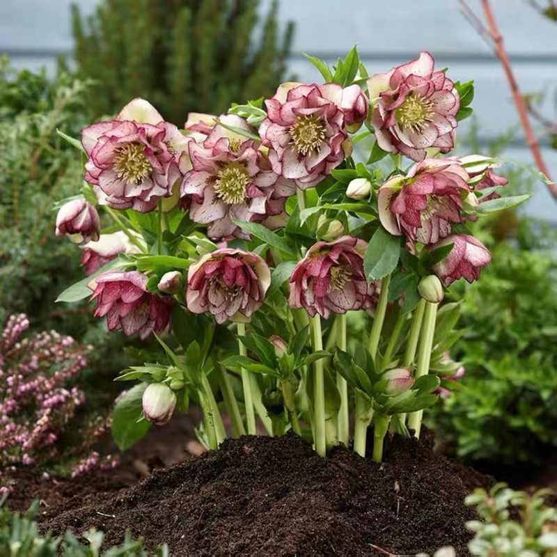 重瓣铁筷子花苗盆栽大苗带花圣诞玫瑰38妇女节植物耐寒三八花卉