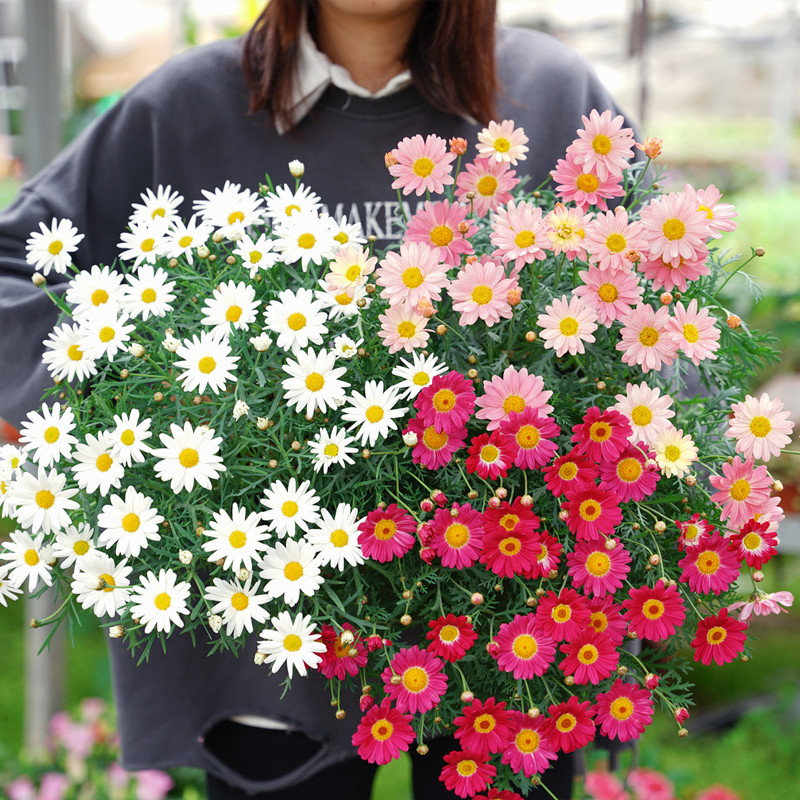 玛格丽特花苗盆栽带花苞菊花球菊大苗糖果玛大花阳台植物花卉雏菊-封面