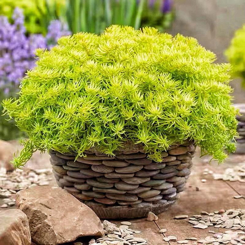 黄金佛甲草盆栽夏季耐热可暴晒耐寒四季常绿地被植物庭院假山造景