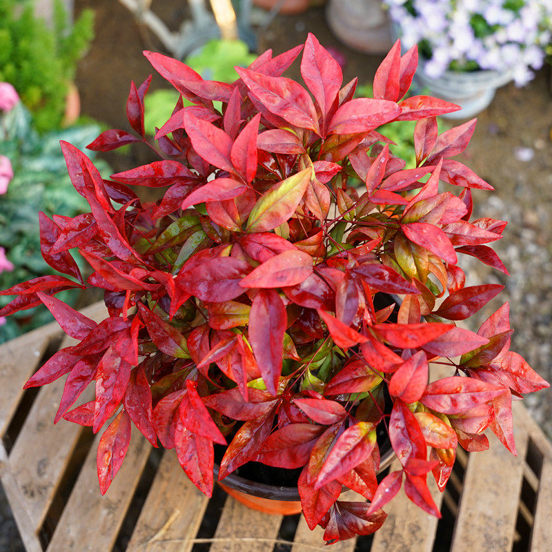 火焰南天竹盆栽老桩苗红叶耐寒花卉植物花园庭院阳台室内彩叶耐热