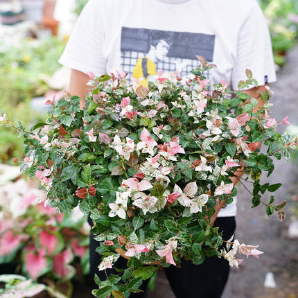 黄金花叶络石四季常绿藤观叶垂吊植物阳台室内绿植盆栽大盆苗吊兰