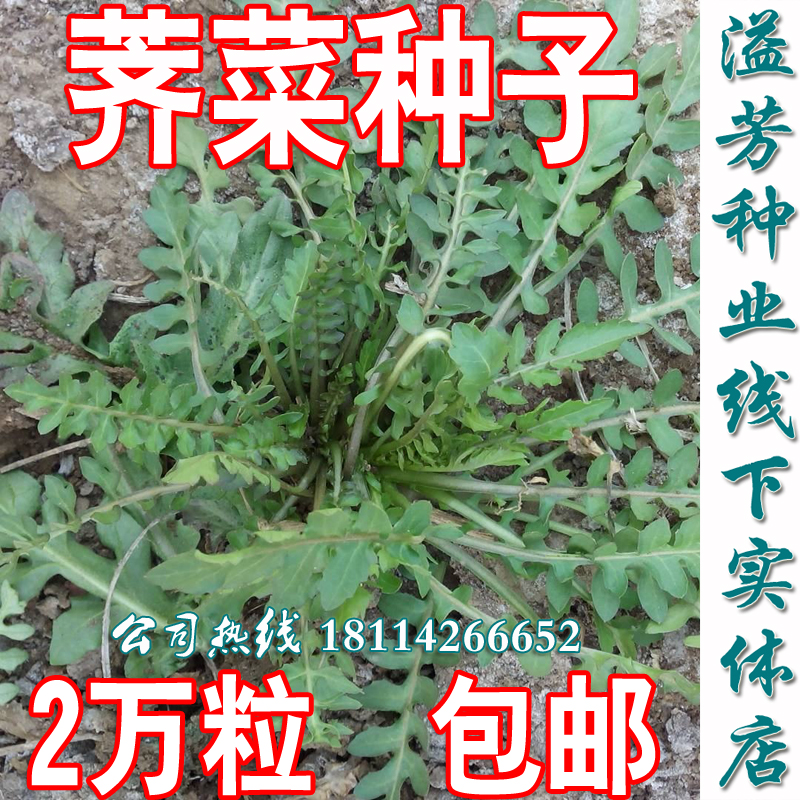 农家野生阳台专用马齿苋荠菜种子