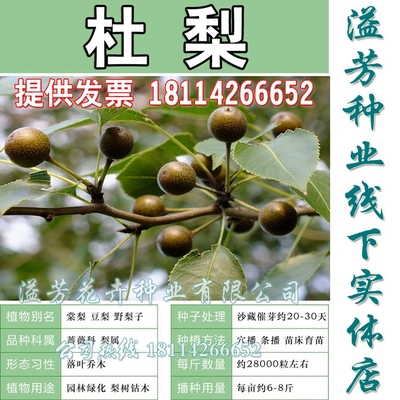 海棠种子阳台盆栽杜梨