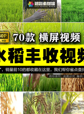 农业水稻秋天丰收插秧稻谷秋季收割收获稻穗秧苗稻田视频素材S351