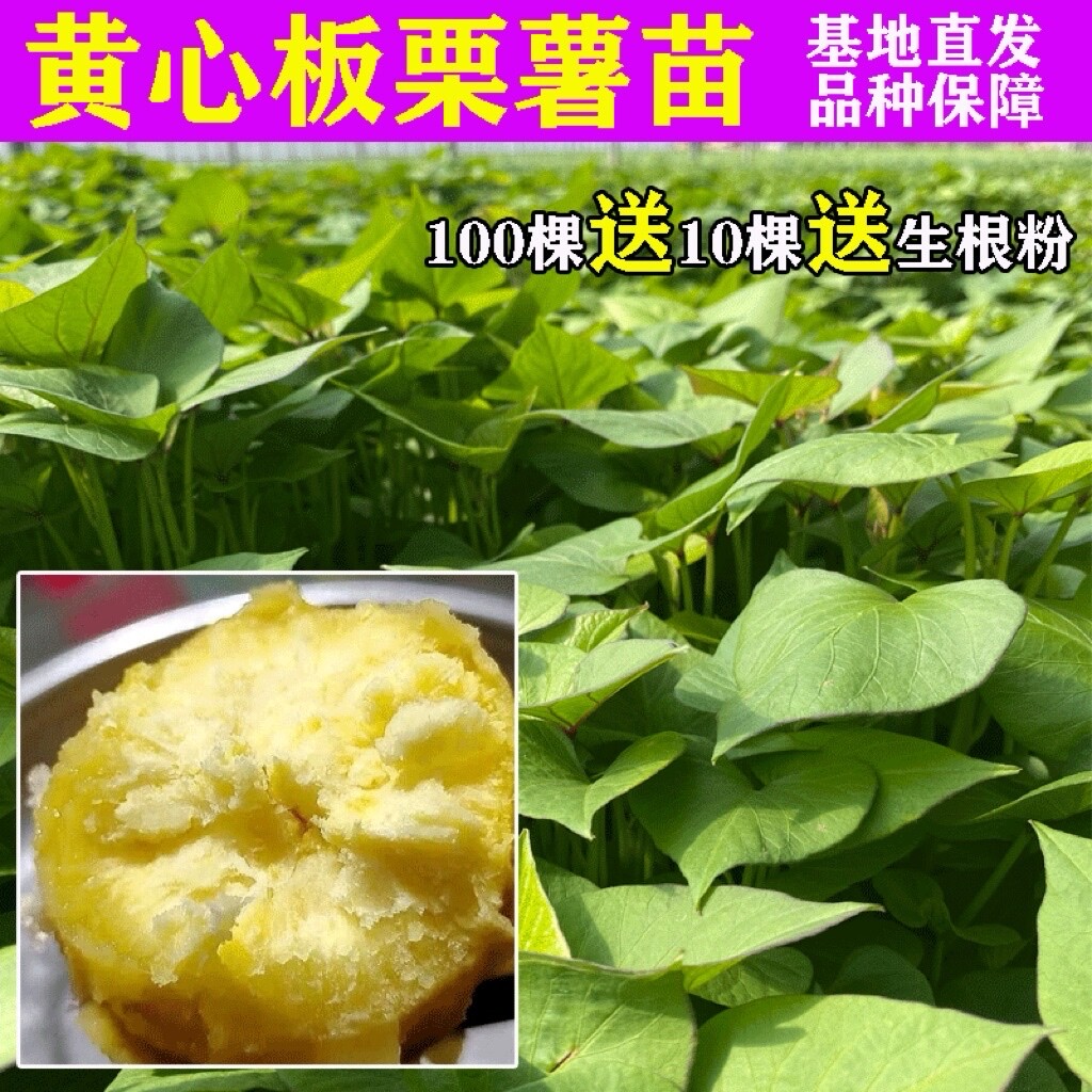 红薯苗板栗薯秧济薯26号黄心种植高产老品种山芋苗番薯地瓜苗香薯