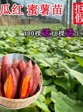红薯苗正宗西瓜红糖红心蜜薯普薯32六鳌蜜薯地瓜秧番薯藤种植高产