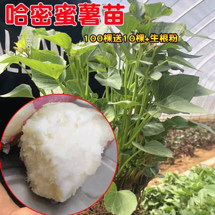 红薯苗哈蜜苗秧100棵包邮白糖心种植地瓜藤进口板栗高产蜜薯脱毒
