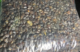 抚顺琥珀药珀枕头料原石精抛光中大颗粒厂家直销原矿天然无优化