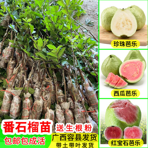 台湾珍珠四季番石榴苗芭乐红心