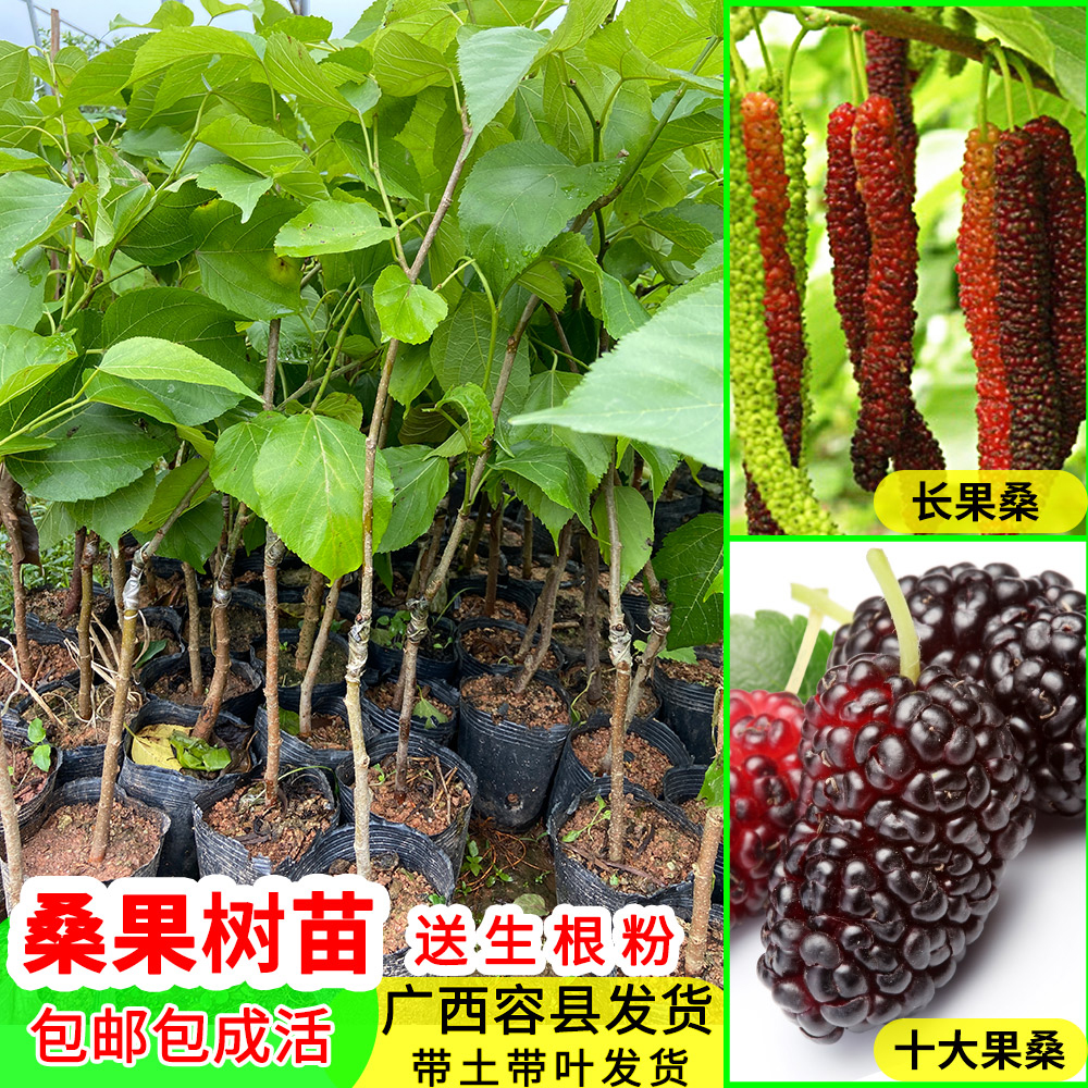 台湾四季长果桑水果桑树十大果桑葚树苗庭院庭院盆栽地栽当年结果