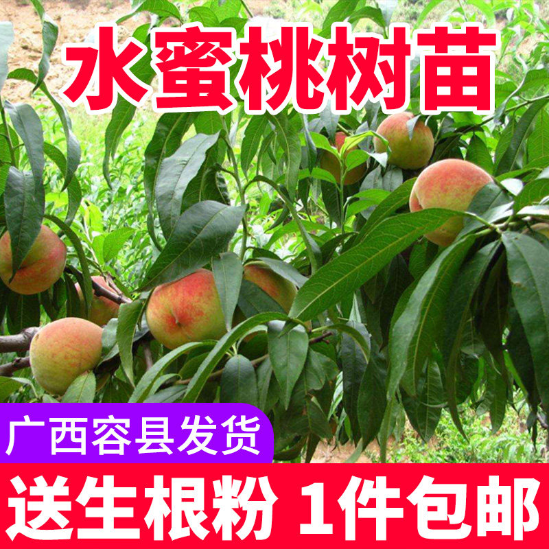 水蜜桃果树苗嫁接桃树苗盆栽地栽桃子黄桃阳山南方北方可种植包邮