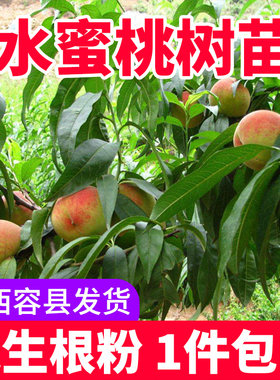 盆栽地栽阳山可种植包邮果树苗