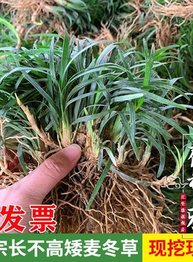 日本矮麦冬草玉龙草庭院草坪绿化地被植物细叶金边耐寒小麦冬草苗