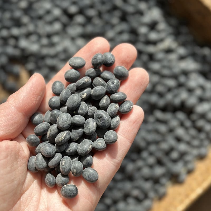 南东西 老品种黑皮黄心/绿心黑豆 农家古法种植 豆香浓郁 500g - 实物图