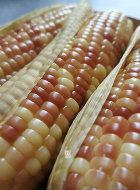 版纳老品种小玉米包谷送一斤