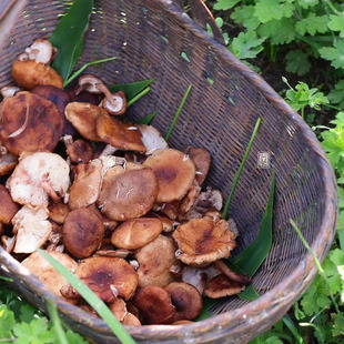 南东西 云南纯野生小香蕈香菇干 自采自晒 无添加 80g/份