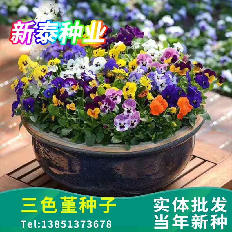 三色堇种子四季垂吊大花蝴蝶花花卉人面花猫儿脸波浪夏季观花