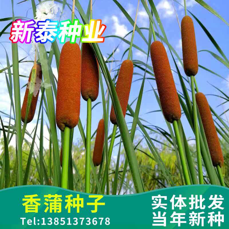 香蒲种子多年生宿根挺水型水生观赏花卉食用东方香蒲草蒲黄蒲苇籽