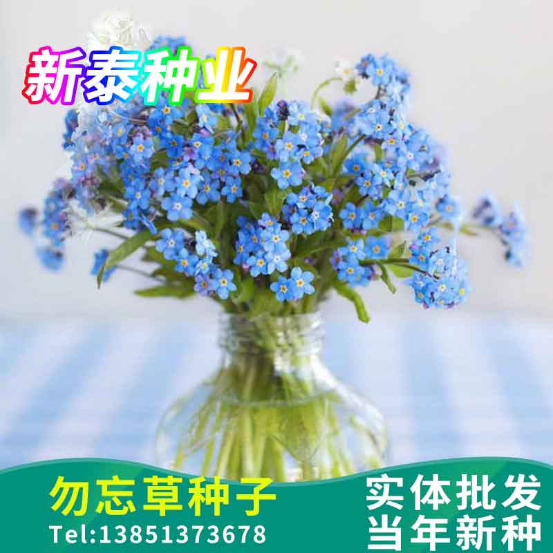 勿忘草花种子宿根多年生勿忘我种家庭园艺种子