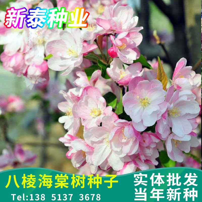 八棱海棠树种子净籽嫁接苹果树果树种子砧木种子北美西府垂丝海棠